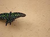 DAILY PHOTO: Lime Green Butterfly