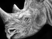 Stunning Detailed Drawings Animals Portraits