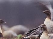 RSPB Raises Fracking Fears Wildlife