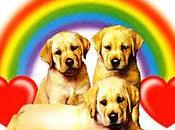 More Puppies Rainbows