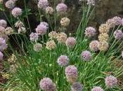 Plant Week: Allium Nutans