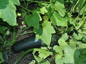 Glut Courgettes