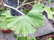 Kindness Through Ginkgos