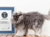 Meet Colonel Meow, Guiness World Record Holder