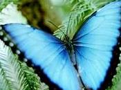 Could Natural Chemical Processes Morpho-Butterfly Wings Next Solar Research Break?