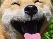 Your Dogs Have Their Break