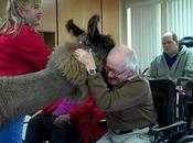 Precious Therapy Llamas Bring Sick Elderly