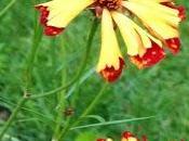 Coreopsis 'roulette'