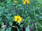 LOBLAW'S SPECIAL EDITION Rudbeckia