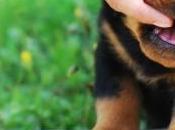 Puppy Training: Making Your Stop Jumping Play-Biting