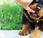 Puppy Training: Making Your Stop Jumping Play-Biting
