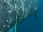 Pinger Alarm System Helps Prevent "Cetacean By-catch"