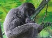 Featured Animal: Gibbon