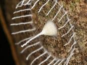 Mystery Builds Fence Around Eggs Nobody Knows