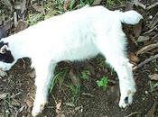 Fainting Goats Work