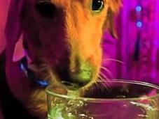 DOGS Gone Wild: Pooches Celebrate TGIF Rave Party!