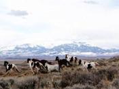 Wyoming Wild Horse Herds Jeopardy