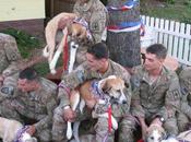 Afghan Vets Reunited with Battlefield Dogs