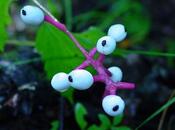 Doll's Eyes Plant Woods Have