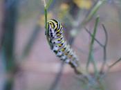 Perpetual Caterpillar Season