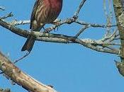 Movie Review: "Birders:The Central Park Effect", Comments Creation Biophilia