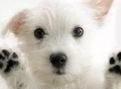 Swear I've Been Reading... Sort Of...