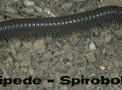 Millipedes Cause Train Crash. Ohhh Come Really?