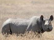 Featured Animal: Black Rhinoceros