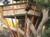Angeles Tree House Limb After City Seeks Demolish Structure
