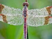 Astonishing Creation