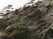 Twisted Trees Slope Point