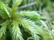 MACRO MONDAY Moss