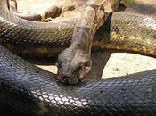 Survive Anaconda Attack