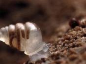 See-Through Snail Discovered Croatia