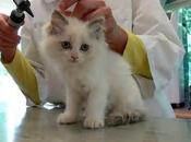 King County Considers Requiring Veterinarians Owners