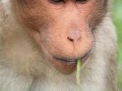 DAILY PHOTO: Portrait Grass-Eating Monkey