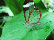 Creation: Sick Butterflies Ants Medicate Themselves!