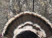 Minnesota Sheriff Shot Face Turkey Hunter