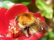 Plant Knowledge Pt4: Pollination