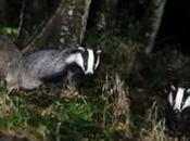 Badger Cull: Three Protesters Released Without Charge