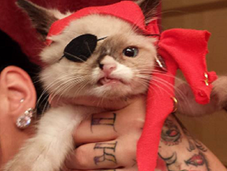 Injured Kitten Becomes Internet Star