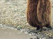 Day: Russian Bearguin