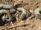 Your Grass Looking Brown Patchy? Maybe Grubs?