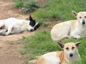 DAILY PHOTO: Trio Street Dogs