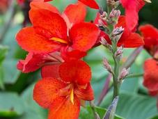 Some Colorful Cannas