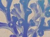 IAMNOBODI "Elevated"