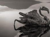 Tanzanian Lake Turns Birds into Calcified Statues