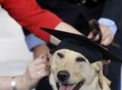 Rescue-dog School Graduates First Class