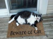 Day: Beware Cat!