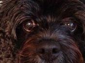 Adopt Shelter Month Mani